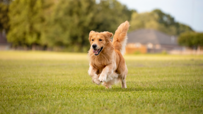 golden retriever